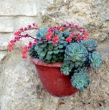 Succulent Echeveria Pulidonis Stock Photos Succulent Echeveria Pulidonis Stock Photos