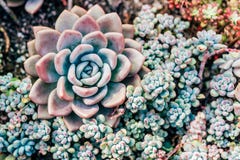 Succulent plant in green background stock images Succulent plant in green background stock images