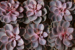 Succulent plants in the box royalty free stock photos Succulent plants in the box royalty free stock photos