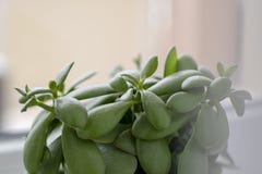 Succulent - usine de jade d'ovata de crassula, plan rapproché d'usine d'argent photo libre de droits Succulent - usine de jade d'ovata de crassula, plan rapproché d'usine d'argent photo libre de droits