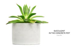 Succulent in white pot isolated on white background Stock Photo Succulent in white pot isolated on white background Stock Photo