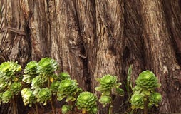 Succulents avec le fond de texture de tige d'arbre Images libres de droits Succulents avec le fond de texture de tige d'arbre Images libres de droits