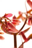 Succulents, Cactus, Butterfly Dance, Foliage Plants, Pink Flowers, Stock Photo Succulents, Cactus, Butterfly Dance, Foliage Plants, Pink Flowers, Stock Photo