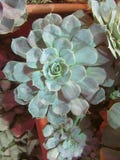 Succulents и кактус в саде Echeveria, камень подняло r Выборочный фокус, закрывает вверх по изображению пурпурное суккулентного стоковое изображение Succulents и кактус в саде Echeveria, камень подняло r Выборочный фокус, закрывает вверх по изображению пурпурное суккулентного стоковое изображение