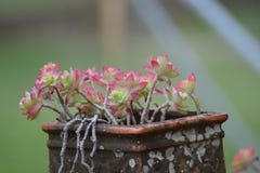 succulents, цвета Beautiy в сельской местности, Франции стоковое фото rf succulents, цвета Beautiy в сельской местности, Франции стоковое фото rf