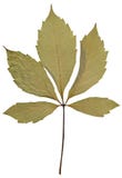 Suchy liść od herbarium odizolowywającego na białym tle obrazy stock Suchy liść od herbarium odizolowywającego na białym tle obrazy stock