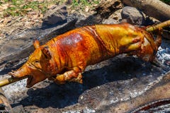 Suckling pig roasted on the fire. Filipino food Lechon.