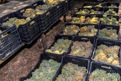 Suelo siciliano con las uvas para la cosecha de la uva Imagenes de archivo Suelo siciliano con las uvas para la cosecha de la uva Imagenes de archivo