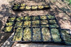 Suelo siciliano con las uvas para la cosecha de la uva Imagenes de archivo Suelo siciliano con las uvas para la cosecha de la uva Imagenes de archivo
