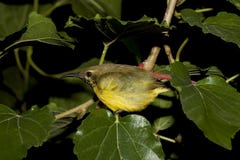 Sueño Aceituna-apoyado pájaros de Sunbird fotos de archivo libres de regalías Sueño Aceituna-apoyado pájaros de Sunbird fotos de archivo libres de regalías