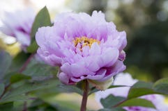 Suffruticosa do Paeonia, peônias da árvore na flor foto de stock royalty free Suffruticosa do Paeonia, peônias da árvore na flor foto de stock royalty free
