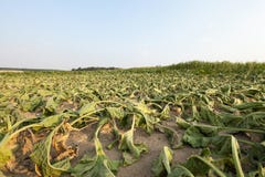 Sugar Beet In Drought Stock Photos Sugar Beet In Drought Stock Photos
