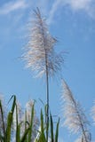 Sugar cane , Costa Rica stock photography Sugar cane , Costa Rica stock photography