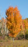 Sugar Maple en color de la caída Fotografía de archivo libre de regalías Sugar Maple en color de la caída Fotografía de archivo libre de regalías