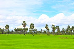 Sugar Palm-boom in het padieveld Royalty-vrije Stock Afbeelding Sugar Palm-boom in het padieveld Royalty-vrije Stock Afbeelding