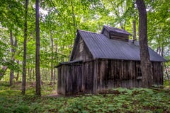 Sugar shack in a maple grove in summer, Quebec stock photo Sugar shack in a maple grove in summer, Quebec stock photo