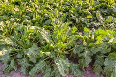 Sugarbeet rośliny widzieć od above Zdjęcia Stock Sugarbeet rośliny widzieć od above Zdjęcia Stock