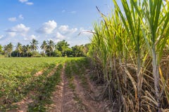 Sugarcane royalty free stock photo Sugarcane royalty free stock photo