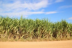 Sugarcane field blue sky background Royalty Free Stock Photo Sugarcane field blue sky background Royalty Free Stock Photo