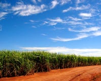 Sugarcane Fields Forever