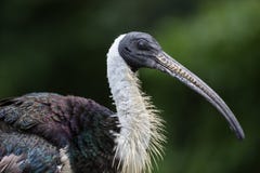 Sugr?r-h?nglad ibis, Threskiornisspinicollis i zoo arkivbild Sugr?r-h?nglad ibis, Threskiornisspinicollis i zoo arkivbild