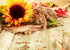 Summer background with a sunflower and wheat