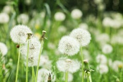 Summer dandelion seeds stock photo Summer dandelion seeds stock photo