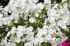 Summer flowers. Blooming of white phlox in Russia Stock Photos Summer flowers. Blooming of white phlox in Russia Stock Photos