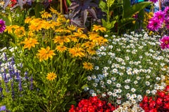 Summer Flowers In Victoria Vancouver Island Canada Stock Photo