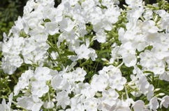 Summer flowers. Blooming of white phlox in Russia Royalty Free Stock Images Summer flowers. Blooming of white phlox in Russia Royalty Free Stock Images