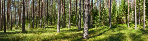 Summer Forest Panorama Stock Photos