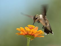 Summer Hummer stock photography Summer Hummer stock photography