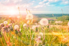 Summer landscape with dandelions. Nature background royalty free stock photos Summer landscape with dandelions. Nature background royalty free stock photos