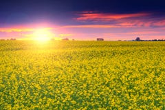 Summer landscape with a field of canola at sunrise,Transylvania,Romania royalty free stock image Summer landscape with a field of canola at sunrise,Transylvania,Romania royalty free stock image