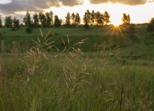 Summer landscape sunrise, meadow grass in the light. Natural summer landscape stock photo Summer landscape sunrise, meadow grass in the light. Natural summer landscape stock photo