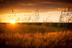 Summer Landscape: Sunset Over A Background Of A Field With A Mat Royalty Free Stock Image
