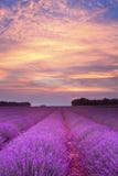 Summer Lavender Sunset Royalty Free Stock Photography Summer Lavender Sunset Royalty Free Stock Photography
