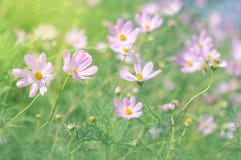 Summer meadow flowers pink. Flowers in sunlight on blurred background. Selective focus stock photo Summer meadow flowers pink. Flowers in sunlight on blurred background. Selective focus stock photo