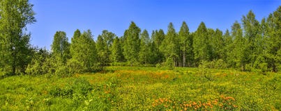 Panoramic view of summer landscape with blossoming forest glade Stock Photos Panoramic view of summer landscape with blossoming forest glade Stock Photos
