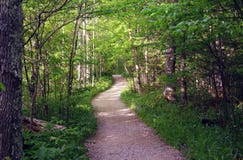 Summer Path in Woods