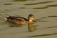 Duck foot stock image. Image of duckies, paths, bird, duck 