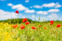 Summer Poppy Field Under Blue Sky And Clouds. Beautiful Summer Nature Meadow And Flowers Background Royalty Free Stock Photography Summer Poppy Field Under Blue Sky And Clouds. Beautiful Summer Nature Meadow And Flowers Background Royalty Free Stock Photography