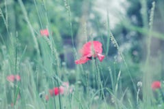 Summer scene with bright red poppy flowers field, cold toned colors. Summer wallpaper background royalty free stock images Summer scene with bright red poppy flowers field, cold toned colors. Summer wallpaper background royalty free stock images