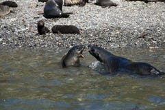 Fur seals fighting at waters edge with pups watching stock image Fur seals fighting at waters edge with pups watching stock image