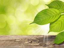 Summer Spring Background with Green Tree Leaves Wooden Table Sunlight and Sun Rays Stock Photos Summer Spring Background with Green Tree Leaves Wooden Table Sunlight and Sun Rays Stock Photos