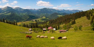 Flock of sheep in the carpathians. Hiking Travel Lifestyle concept beautiful mountains landscape on background. royalty free stock images Flock of sheep in the carpathians. Hiking Travel Lifestyle concept beautiful mountains landscape on background. royalty free stock images