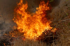 Summer Wildfires Burning In The Forest At Rural Area Of Khon Kaen,Thailand. Stock Image Summer Wildfires Burning In The Forest At Rural Area Of Khon Kaen,Thailand. Stock Image
