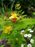 St. Johns Wort Flower royalty free stock images St. Johns Wort Flower royalty free stock images
