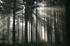 Sun Beam Woods Royalty Free Stock Images Sun Beam Woods Royalty Free Stock Images