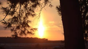 Sun belichtet Niederlassungen der Fichte, brennenden Sonnenuntergang im Winterwald, funkelnde Schneeflocken der Sonne, Winterland stock video footage Sun belichtet Niederlassungen der Fichte, brennenden Sonnenuntergang im Winterwald, funkelnde Schneeflocken der Sonne, Winterland stock video footage